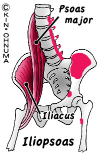 Iliopsoas