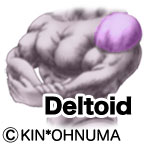 Deltoid