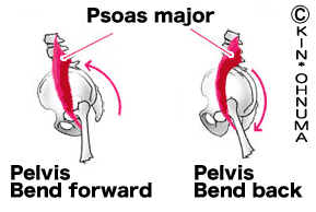 Pelvis